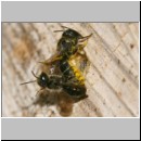 Heriades truncorum - Loecherbiene 07 6mm Paarung.jpg